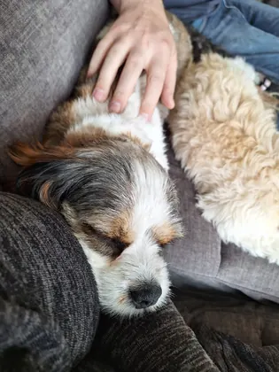 Guest dog enjoying home-from-home care